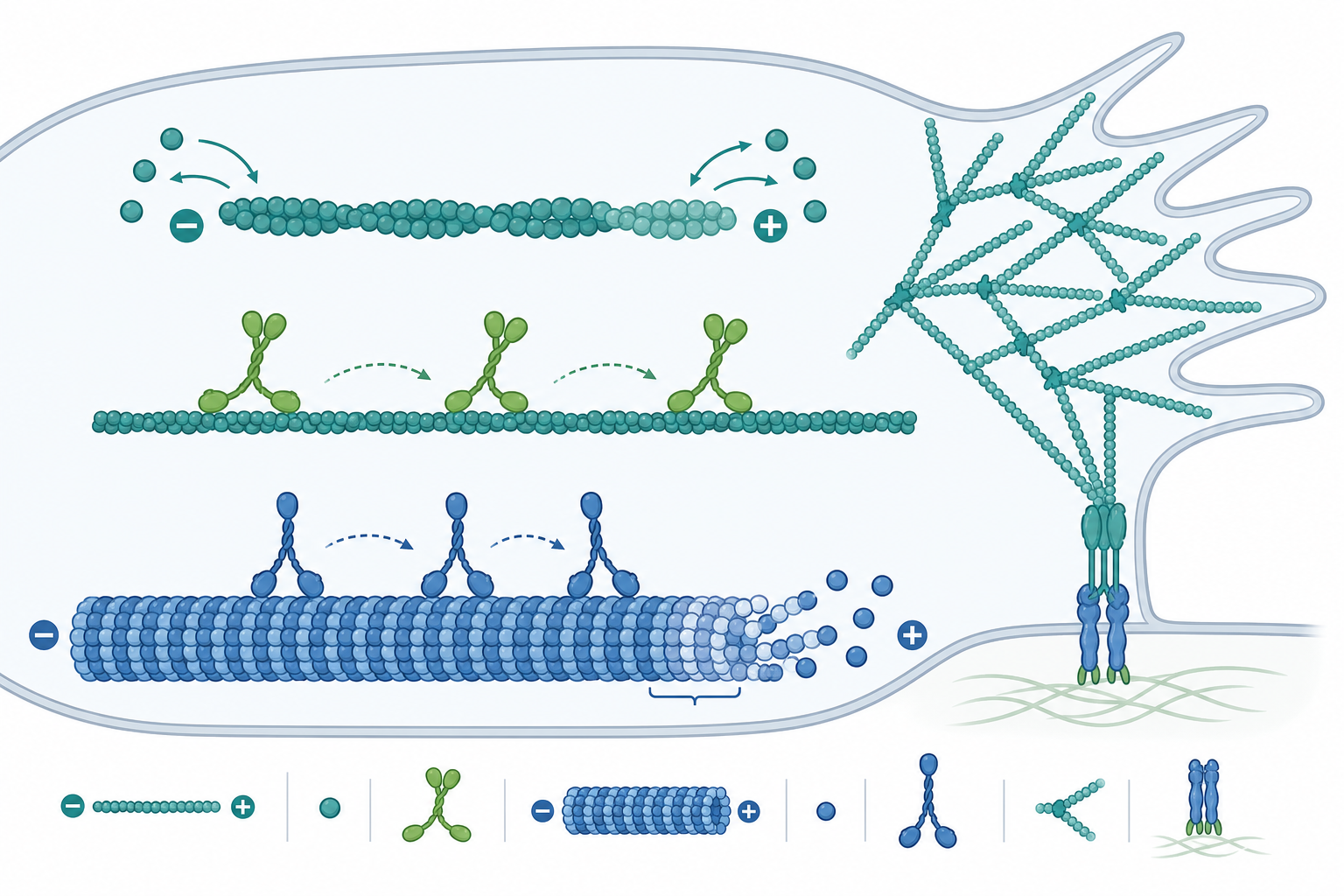 細胞骨架與細胞運動概念示意圖